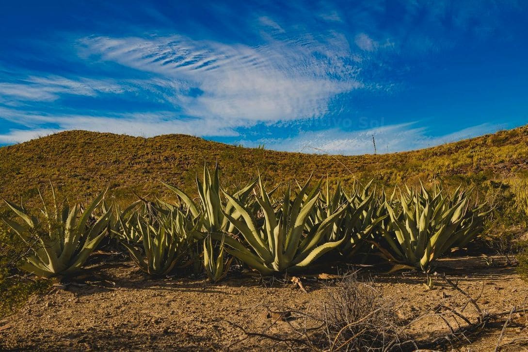 Cultivo Sol