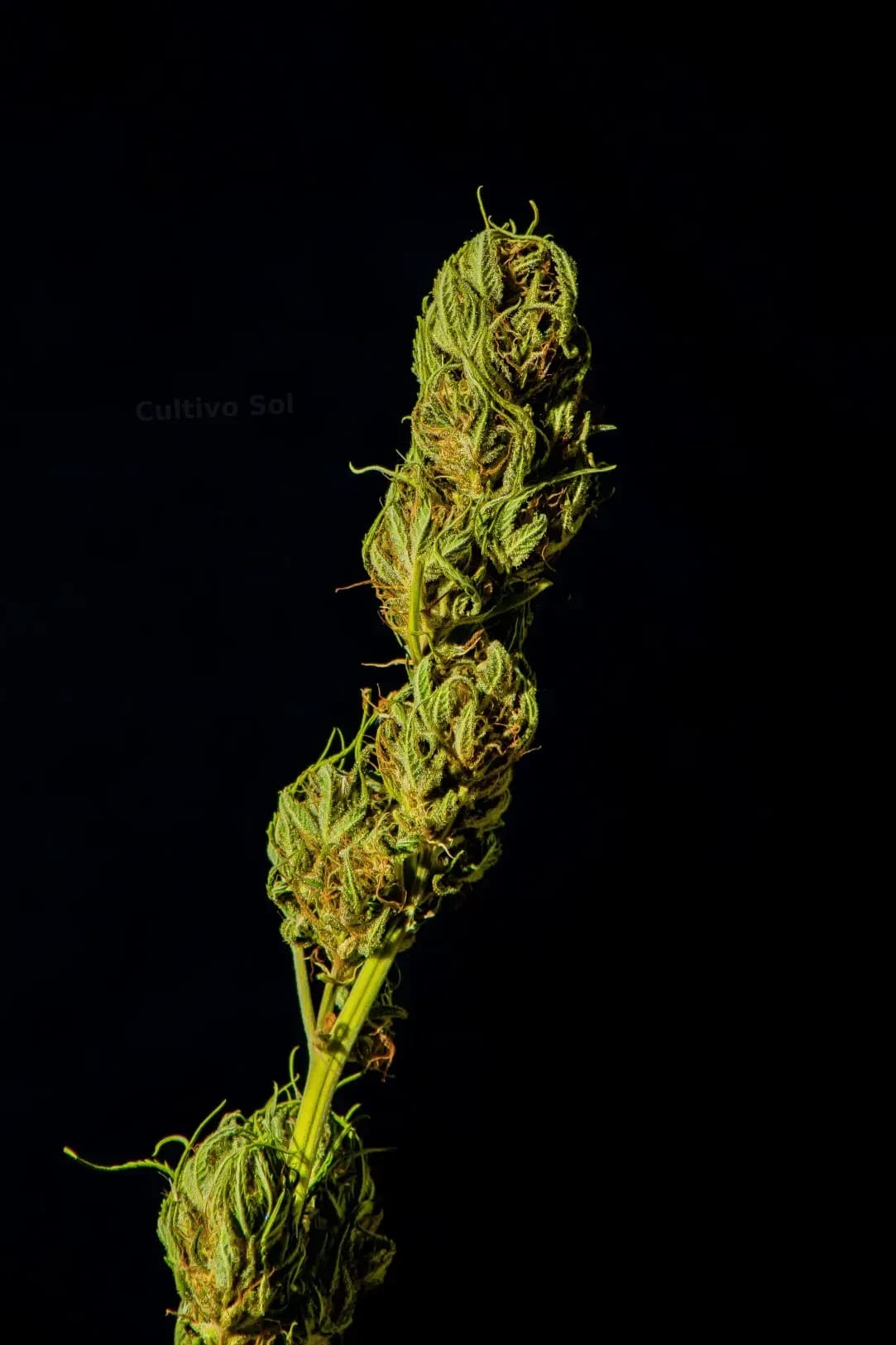 Cultivo Sol 1