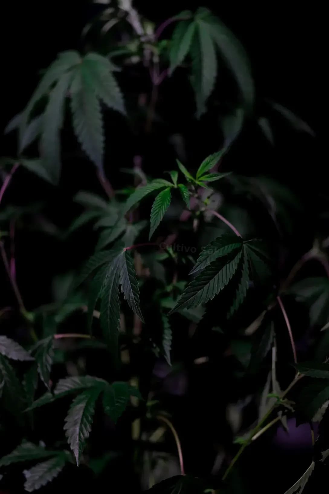 Cultivo Sol 8