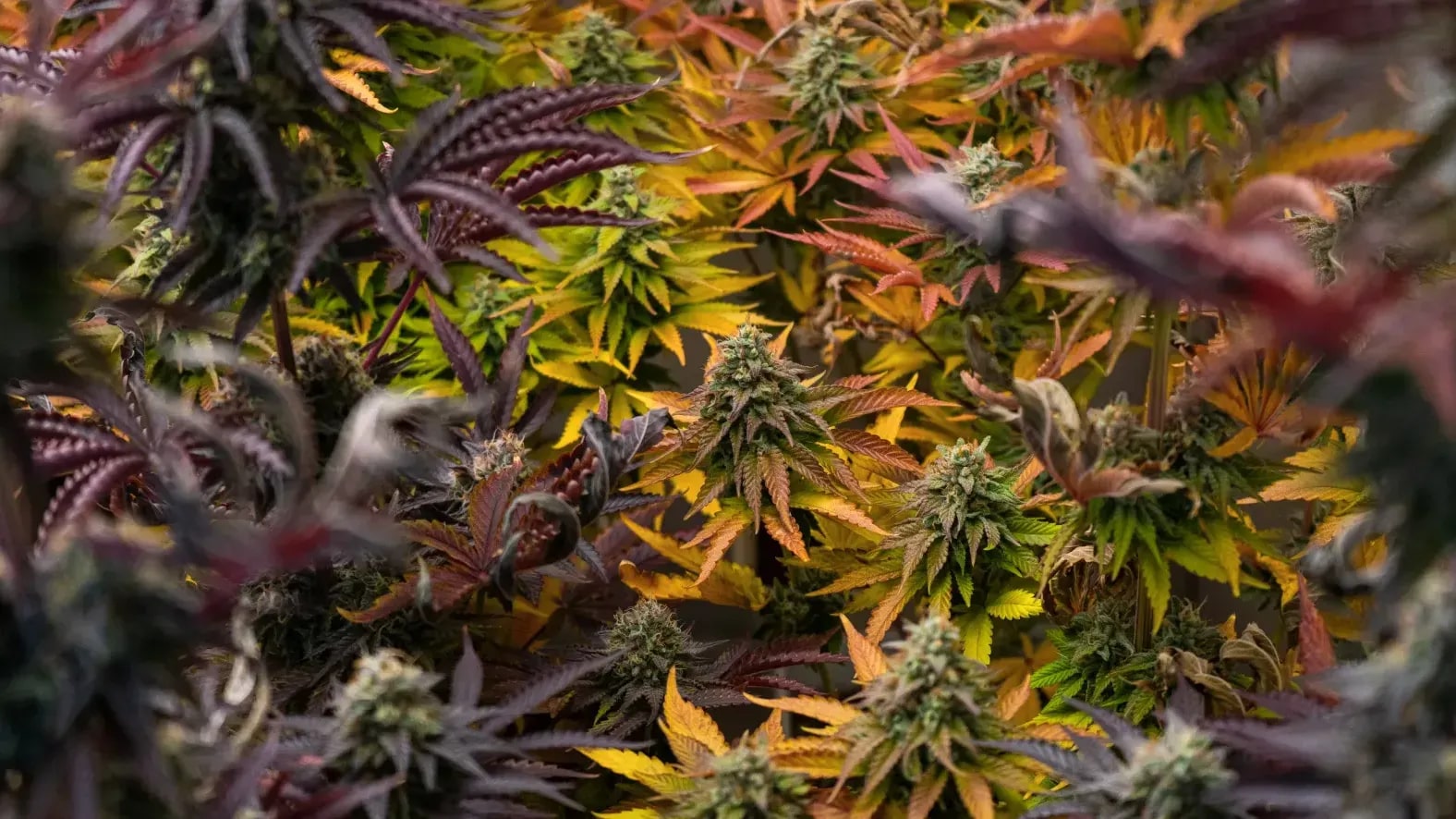 Cultivo Sol